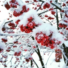 Александра Мартинкевич