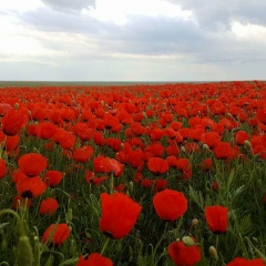 Gulmira Sandybekova, 04.11.1980, Жанаозен