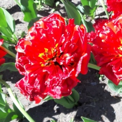 Любовь Беляева, 23.03, Санкт-Петербург