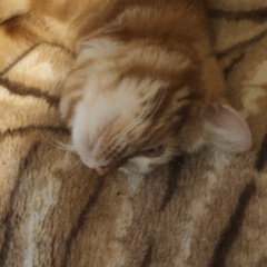 Татьяна Игнатенко, 27.08.1968, Санкт-Петербург