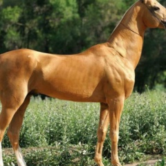 Олжас Джаулбаев, 09.05.1991, Шымкент