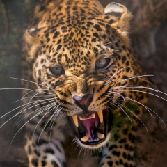 Ismail Temirhanov, 03.07, Москва