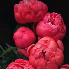 Laura Mm, Нальчик