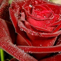 Залина Кажарова, 19.08.1996