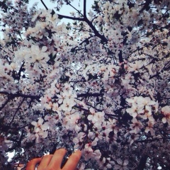 Гүлжанар Көлбаева