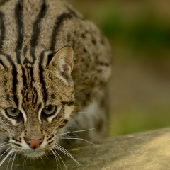 Александр Фролов, 28.04.1975, Москва