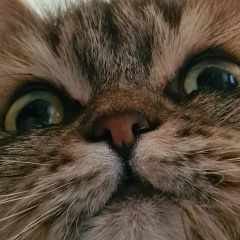 Ingocnitto If-So-Girl