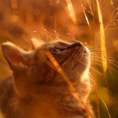 Светлана Курашова, 28.05.1989, Новосибирск