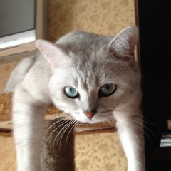 Светлана Багдашкина, 11.06