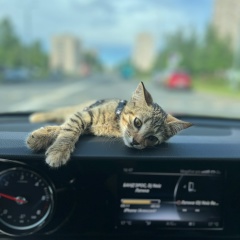 Алексей Голев, Санкт-Петербург