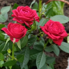 Ирина Васильева, 29.05, Санкт-Петербург