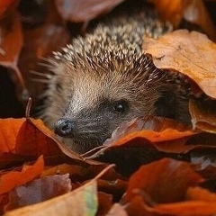 Колюшка Нестерук, 27.06, Новый Роздол