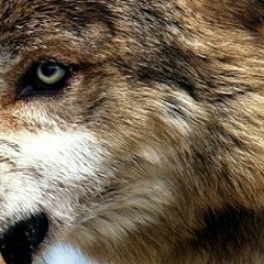 Mesut Ishmuratov, 15.03, Казань