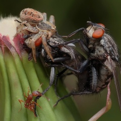 Анна Берг, 06.11.1979, Таллин