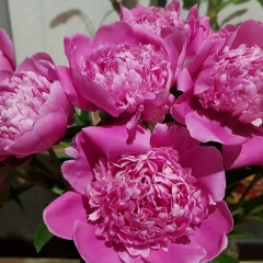 Александра Шварова, 21.11.1987, Санкт-Петербург