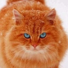 Евгений Линчев, 01.05, Санкт-Петербург