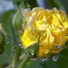 Назира Султанова, 03.08.1981