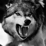 Salyah Amhadov, 04.12.1994, Грозный