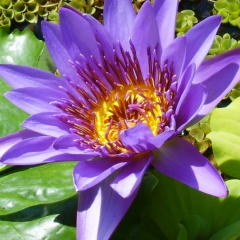 Марина Бондаренко, 30.08.1962, Краснодар