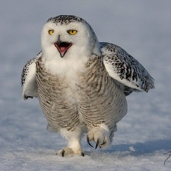 Ольга Семенова, 05.02, Пермь