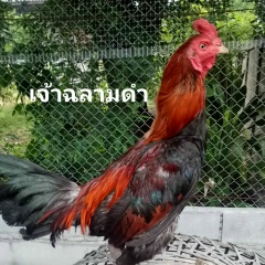 Jay Pariphon, 20.11.1991