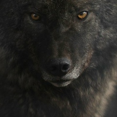 Ильяс Эрк-Уулу, 18.05.1901, Бишкек