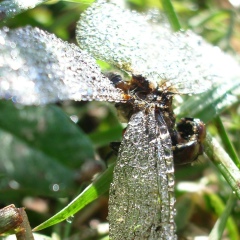 Катя Те, 10.03.1906, Нижний Новгород