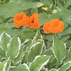 Татьяна Земцова, 24.08, Владивосток