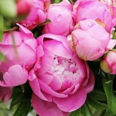 Катерина Принцева, 27.03.1979, Сергиев Посад