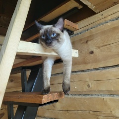 Андрей Ковалев, 10.08.1982, Снежногорск