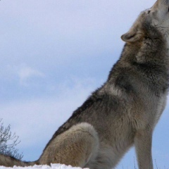 Ахмед Тапаев, 02.10