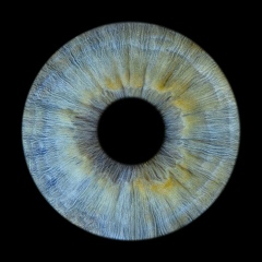 Юнона Лозинская, Санкт-Петербург