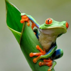 Джемиле Джемиле