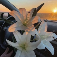 Dinara Mustapaeva, 26.12, Тараз