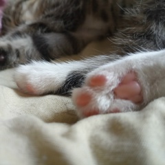 Светлана Горшенкова