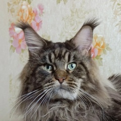 Елена Павлова, 04.08.1970, Петрозаводск