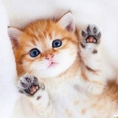 Елена Бокова, 16.10.1985, Москва