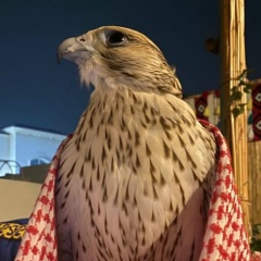 Galym Kydyrbay, 01.10