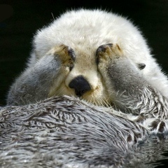 Роксана Яковлева