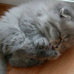 Mikeru Wap, 01.08.1990, Москва