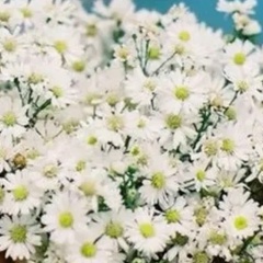 Антонина Тарасенко, 23.12, Москва