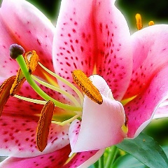 Эльвира Шакирова, Альметьевск