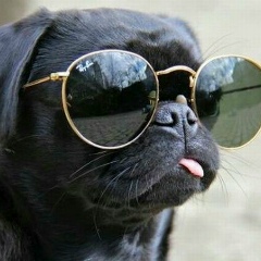 Богдан Москвитин, Архангельск