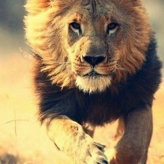 Vasif Guseinov, 15.04.1994, Симферополь