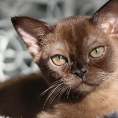 Мишаня Саламаха, Москва