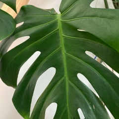 Андрей Константинов, Москва