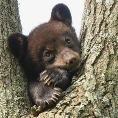 Александр Серегин, Vals