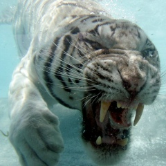 Александр Платонов, 05.04.1987, Витебск