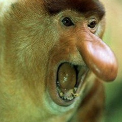 Екатерина Чернушевич, 16.01.1988, Москва