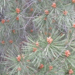 Tanya Malinina, 26.01.1984, Ariel